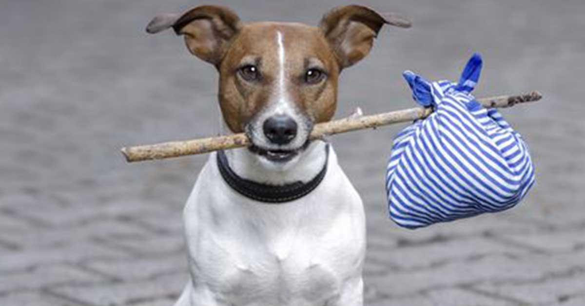 Psychics Locating Lost Pets | Can psychics to locate lost cats and dogs?