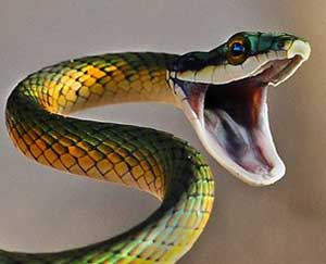 Dreams about snakes